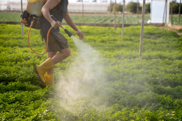 Best Wasp Removal Services  in Vincent, AL