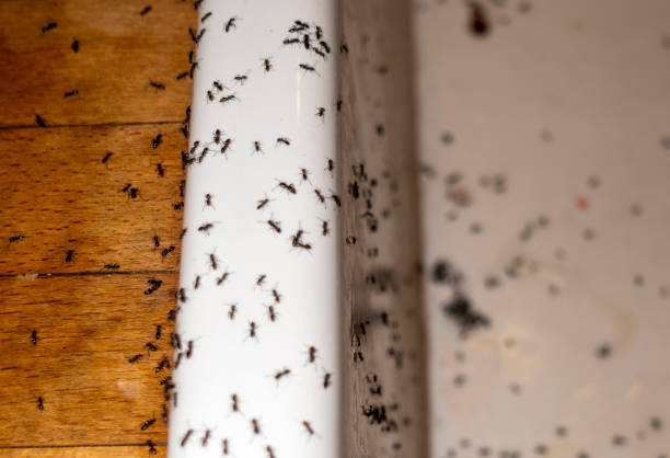Best Spider Control Near Me  in Vincent, AL