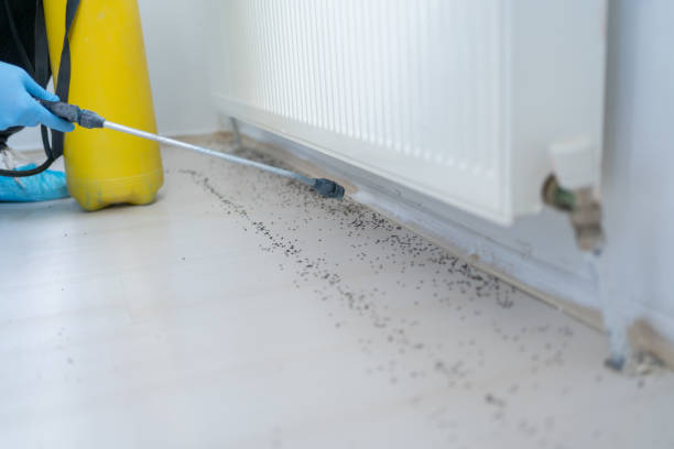 Best Ant Control Services  in Vincent, AL