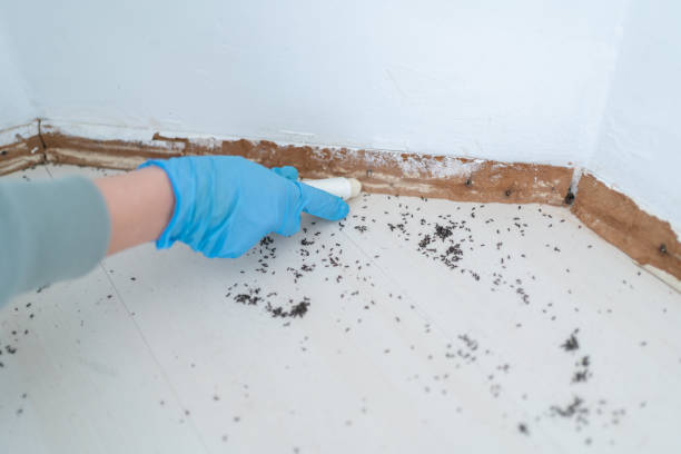 Best Affordable Pest Control Services  in Vincent, AL